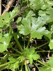 Ranunculus sceleratus