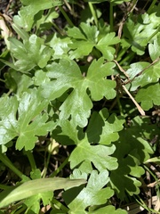 Ranunculus sceleratus
