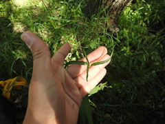 Pfaffia