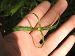 Pfaffia