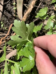 Ranunculus sceleratus