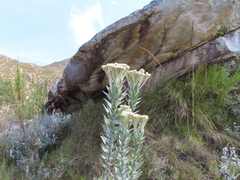 Syncarpha milleflora