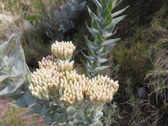 Syncarpha milleflora