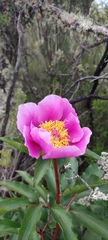Paeonia broteri