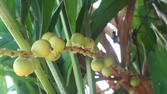 Ptychosperma macarthurii