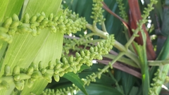 Ptychosperma macarthurii