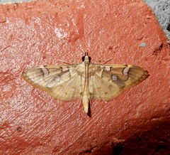 Cotachena pubescens