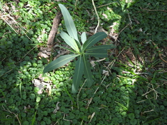 Solanum glaucophyllum