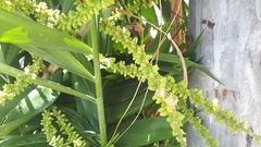 Ptychosperma macarthurii