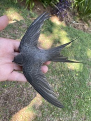 Cypsiurus parvus