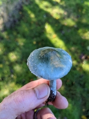 Stropharia caerulea
