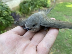 Cypsiurus parvus