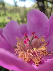 Paeonia broteri