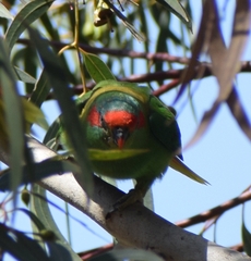 Glossopsitta concinna