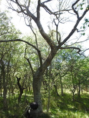Sapium haematospermum