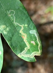 Stigmella saginella