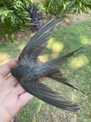 Cypsiurus parvus
