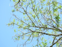 Sapium haematospermum