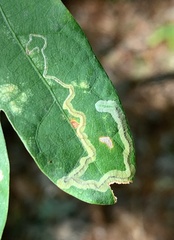 Stigmella saginella