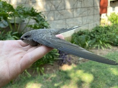 Cypsiurus parvus