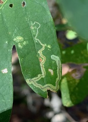 Stigmella saginella