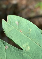 Stigmella saginella