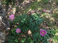 Paeonia broteri