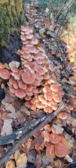 Hypholoma lateritium