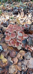 Hypholoma lateritium