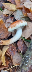 Hypholoma lateritium