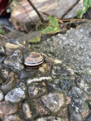 Cepaea nemoralis