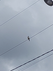 Pitangus sulphuratus