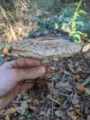 Chlorophyllum olivieri