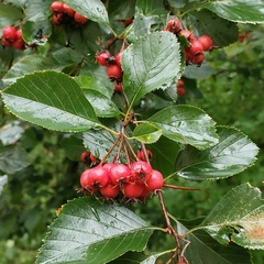 Crataegus persimilis