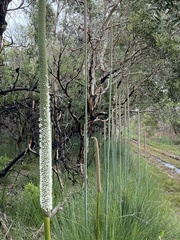 Xanthorrhoea fulva