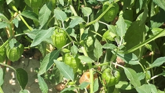 Physalis minima