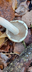 Hypholoma lateritium