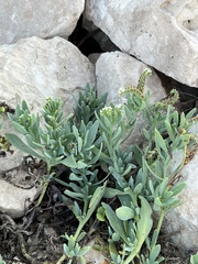 Heliotropium curassavicum