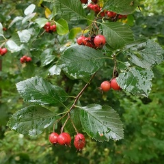 Crataegus persimilis