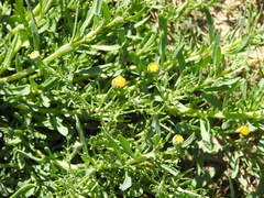Hymenoxys anthemoides