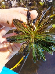 Ceratophyllum echinatum