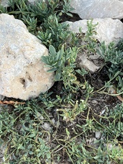 Heliotropium curassavicum