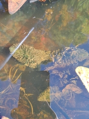 Ceratophyllum echinatum