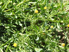 Hymenoxys anthemoides