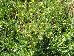 Hymenoxys anthemoides