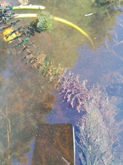 Ceratophyllum echinatum