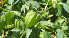 Physalis minima
