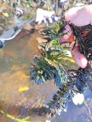 Ceratophyllum echinatum