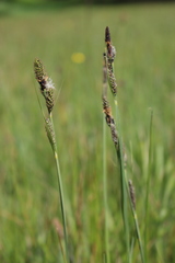 Carex hartmanii