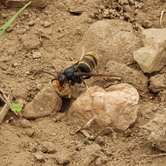 Vespa velutina nigrithorax